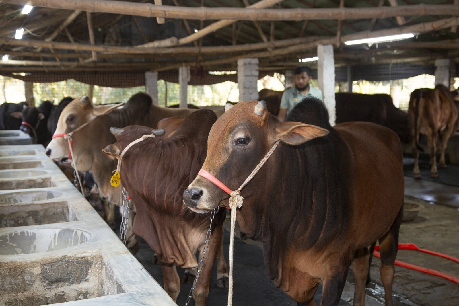 সুখের খামারের গরুর শেড