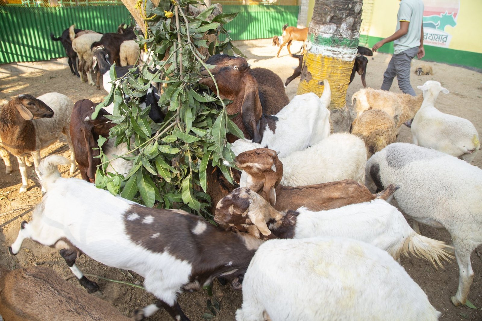সুখের খামারের ছাগল ও ভেড়া পালন